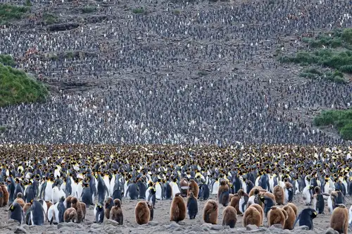 Falkland Islands – South Georgia –  Antarctica - gallery 6