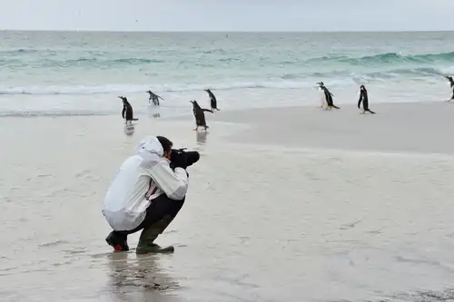 Falkland Islands – South Georgia –  Antarctica - gallery 8