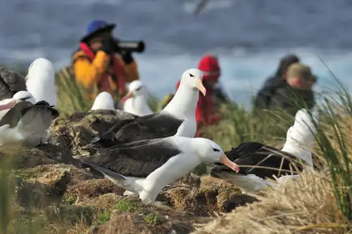 Falkland Islands - South Georgia - Antarctica - gallery 19