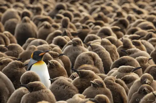 Falkland Islands – South Georgia –  Antarctica - gallery 25