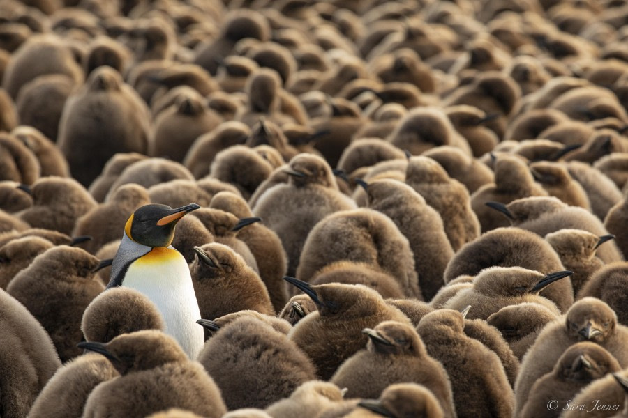 Falkland Islands – South Georgia –  Antarctica - gallery 25