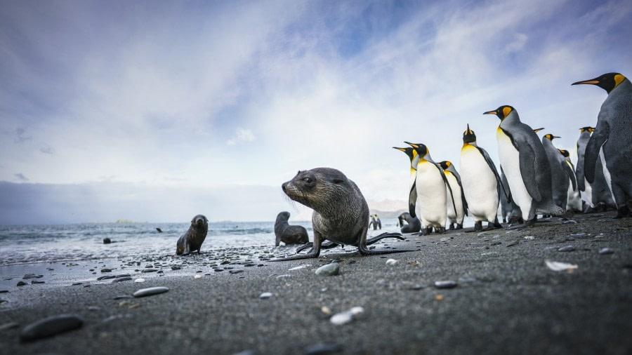 Falkland Islands - South Georgia - Elephant Island - Antarctica - Polar Circle - gallery 0