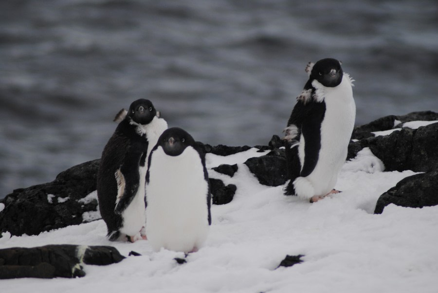 Falkland Islands - South Georgia - Elephant Island - Antarctica - Polar Circle - gallery 1