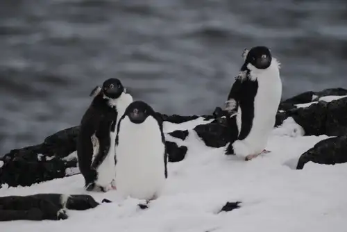 Falkland Islands - South Georgia - Elephant Island - Antarctica - Polar Circle - gallery 1