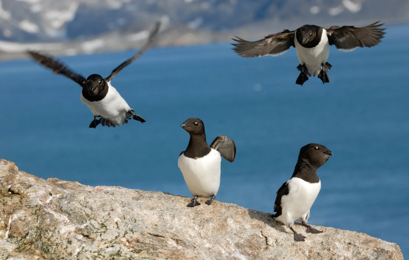 North Spitsbergen - Arctic Spring , Birding Special - gallery 0