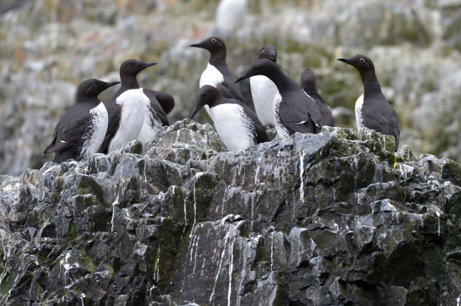 North Spitsbergen - Arctic Spring , Birding Special - gallery 2