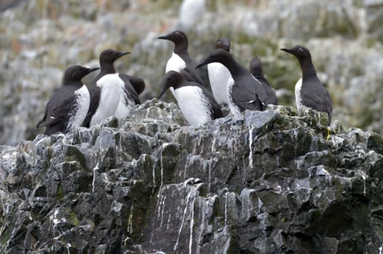 North Spitsbergen - Arctic Spring , Birding Special - gallery 0