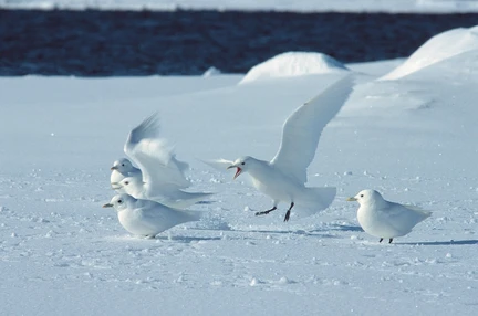 North Spitsbergen - Arctic Spring , Birding Special - gallery 6