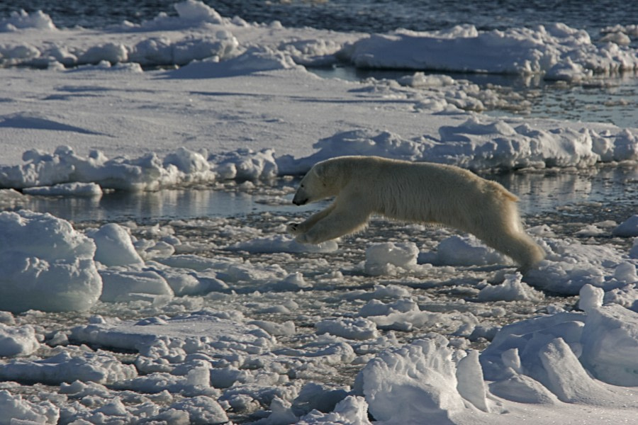 North Spitsbergen, Arctic Summer - Summer Solstice - gallery 0