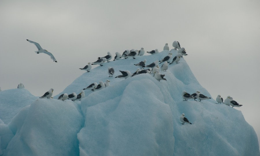 North Spitsbergen, Arctic Summer - Summer Solstice - gallery 2