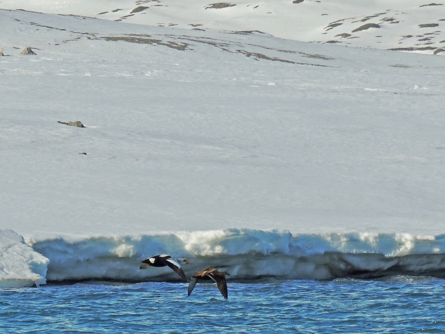 North Spitsbergen, Arctic Summer - Summer Solstice - gallery 2