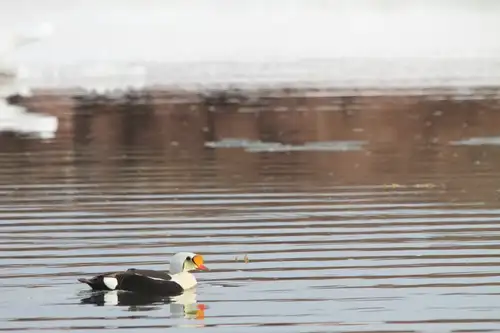 North Spitsbergen, Arctic Summer - gallery 0