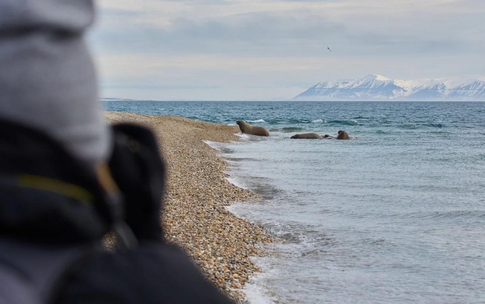 North Spitsbergen Basecamp – Summer Solstice - Free Kayaking, Hiking, Photo Workshop, Diving (supplemented) - gallery 2