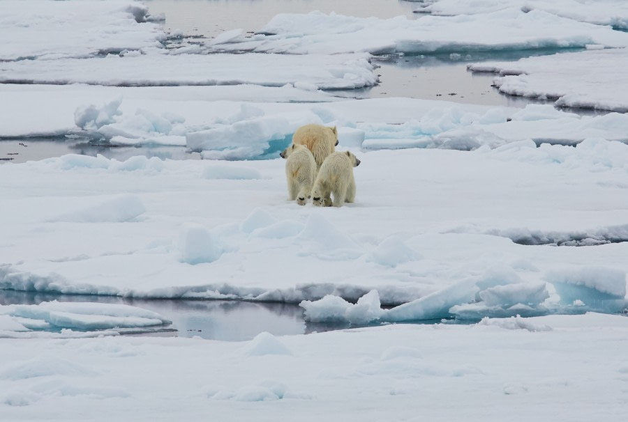 North Spitsbergen Basecamp – Summer Solstice - Free Kayaking, Hiking, Photo Workshop, Diving (supplemented) - gallery 4