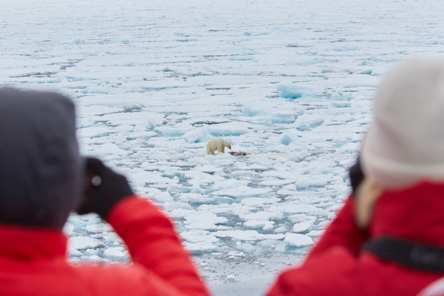 North Spitsbergen Explorer - Into the pack ice - Polar Bear Special - gallery 3