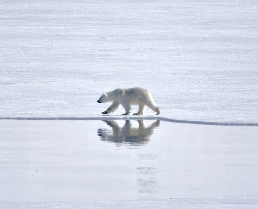 North Spitsbergen Explorer - Into the pack ice - Summer Solstice - Polar Bear Special - gallery 4