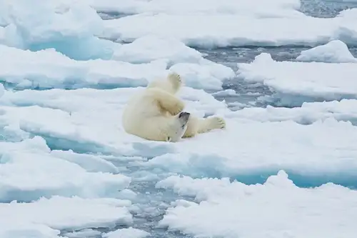 North Spitsbergen Explorer - Into the pack ice - Summer Solstice - Polar Bear Special - gallery 3