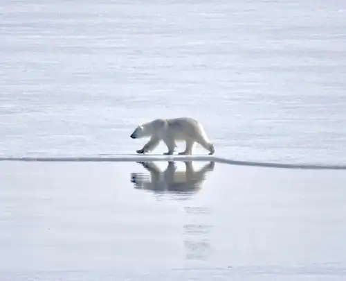 North Spitsbergen Explorer - Into the pack ice - Summer Solstice - Polar Bear Special - gallery 4