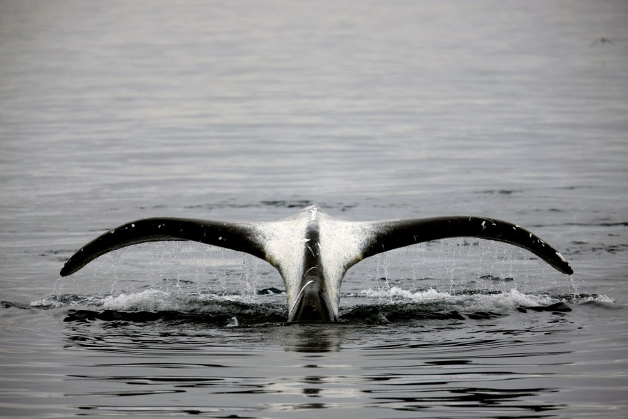 North Spitsbergen Explorer - Polar Bears, Bowhead Whales & more - gallery 0