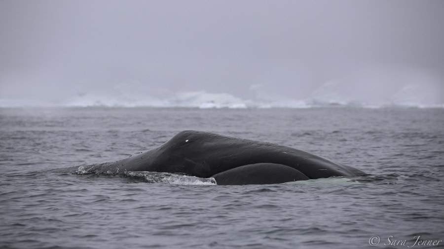 North Spitsbergen Explorer - Polar Bears, Bowhead Whales & more - gallery 1