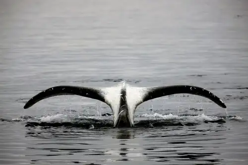 North Spitsbergen Explorer - Polar Bears, Bowhead Whales & more - gallery 0