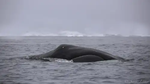 North Spitsbergen Explorer - Polar Bears, Bowhead Whales & more - gallery 1