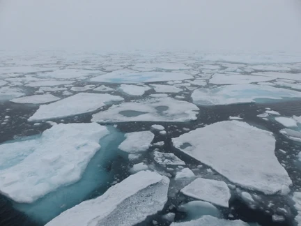 Northwest Iceland Explorer - Into the pack ice - gallery 0