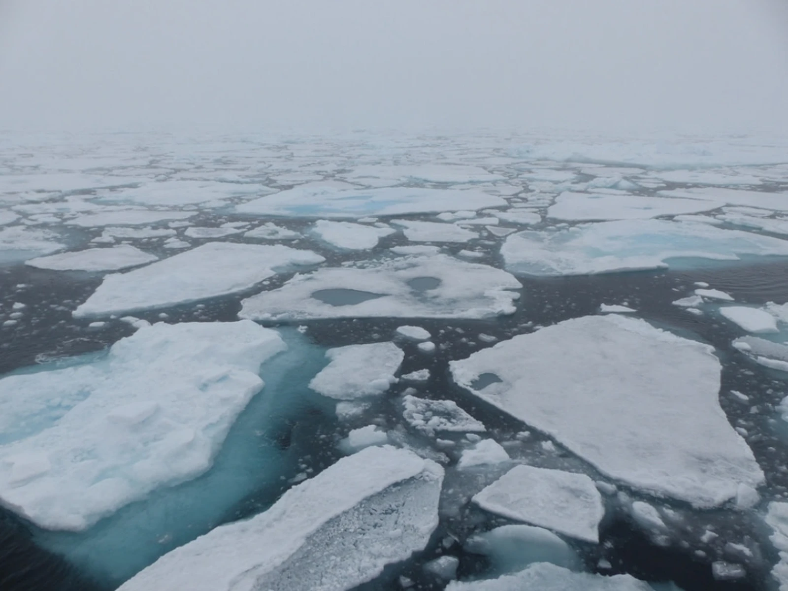 Northwest Iceland Explorer - Into the pack ice - gallery 3