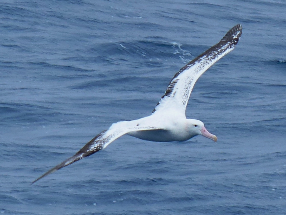 Remote Weddell Sea Explorer - incl. helicopters - gallery 6