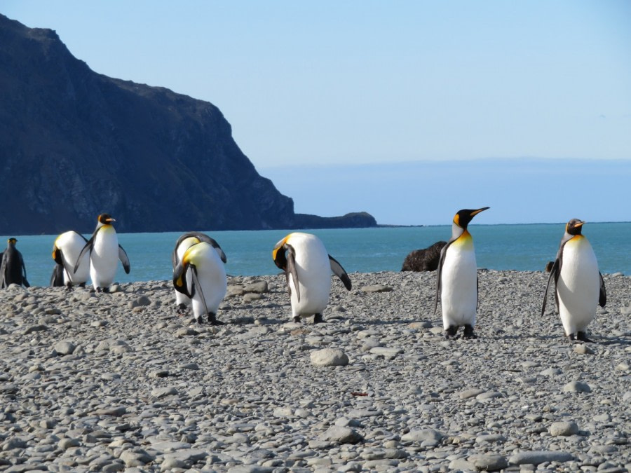 Remote Weddell Sea Explorer incl. South Georgia - South Sandwich Islands - Neuschwabenland - Larsen Ice Shelf - Paulet and Devil Island - Elephant Island, incl. helicopters - gallery 0