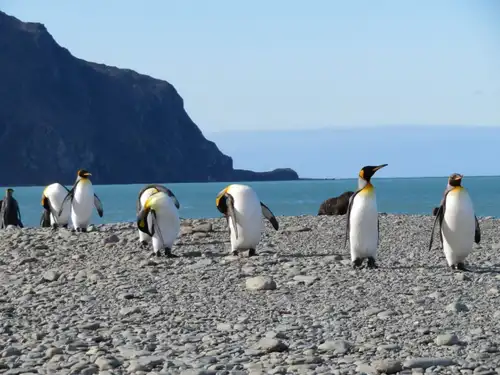 Remote Weddell Sea Explorer incl. South Georgia - South Sandwich Islands - Neuschwabenland - Larsen Ice Shelf - Paulet and Devil Island - Elephant Island, incl. helicopters - gallery 0