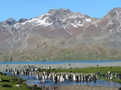 Remote Weddell Sea Explorer incl. South Georgia - South Sandwich Islands - Neuschwabenland - Larsen Ice Shelf - Paulet and Devil Island - Elephant Island, incl. helicopters - gallery 3