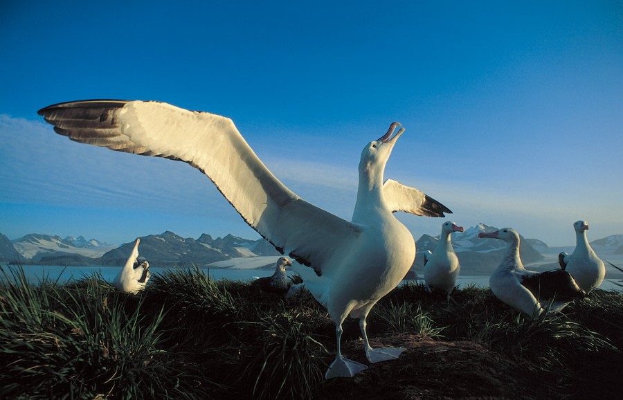 Remote Weddell Sea Explorer incl. South Georgia - South Sandwich Islands - Neuschwabenland - Larsen Ice Shelf - Paulet and Devil Island - Elephant Island, incl. helicopters - gallery 5