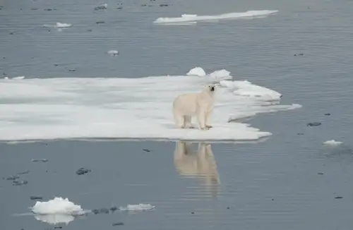 South Greenland Explorer, Aurora Borealis, Incl. flight from Copenhagen to Narsarsuaq - gallery 3