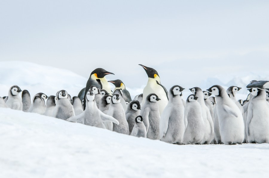 Weddell Sea – In search of the Emperor Penguin, incl. helicopters - gallery 2