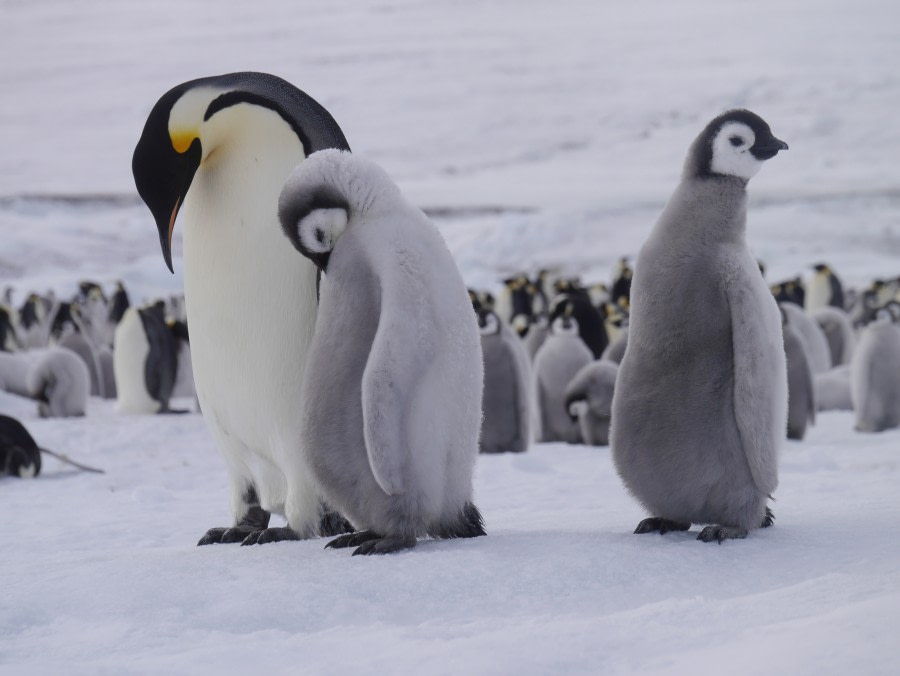 Weddell Sea – In search of the Emperor Penguin, incl. helicopters - gallery 4