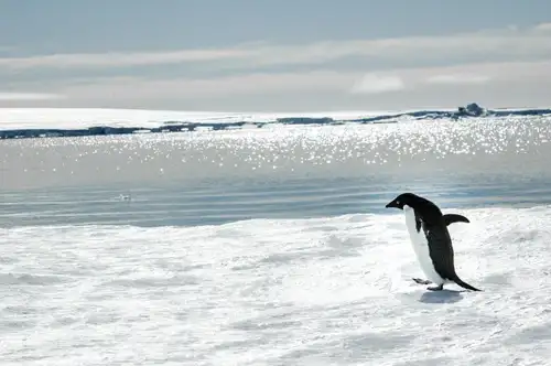 Weddell Sea – In search of the Emperor Penguin, incl. helicopters - gallery 0