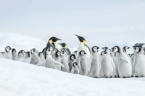 Weddell Sea – In search of the Emperor Penguin, incl. helicopters - gallery 1