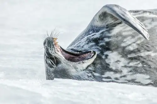 Weddell Sea – In search of the Emperor Penguin, incl. helicopters - gallery 2