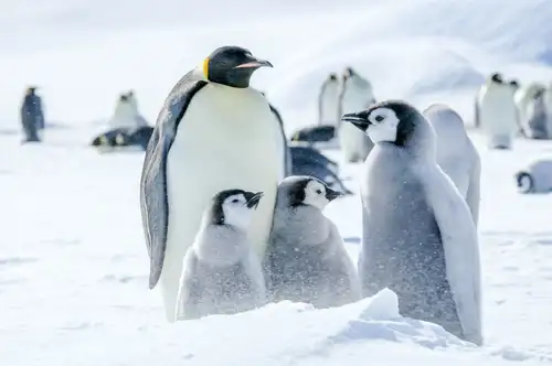 Weddell Sea – In search of the Emperor Penguin, incl. helicopters - gallery 3