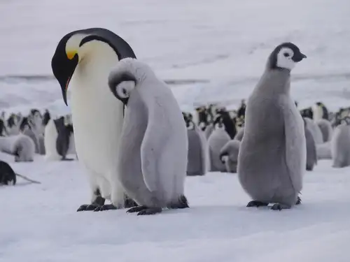 Weddell Sea – In search of the Emperor Penguin, incl. helicopters - gallery 4