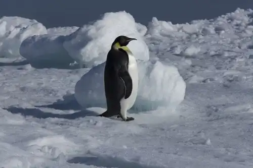 Weddell Sea – In search of the Emperor Penguin, incl. helicopters - gallery 5