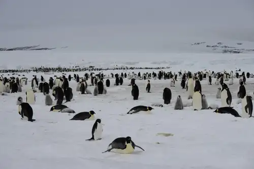 Weddell Sea – In search of the Emperor Penguin, incl. helicopters - gallery 6