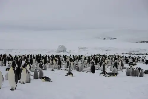 Weddell Sea – In search of the Emperor Penguin, incl. helicopters - gallery 10