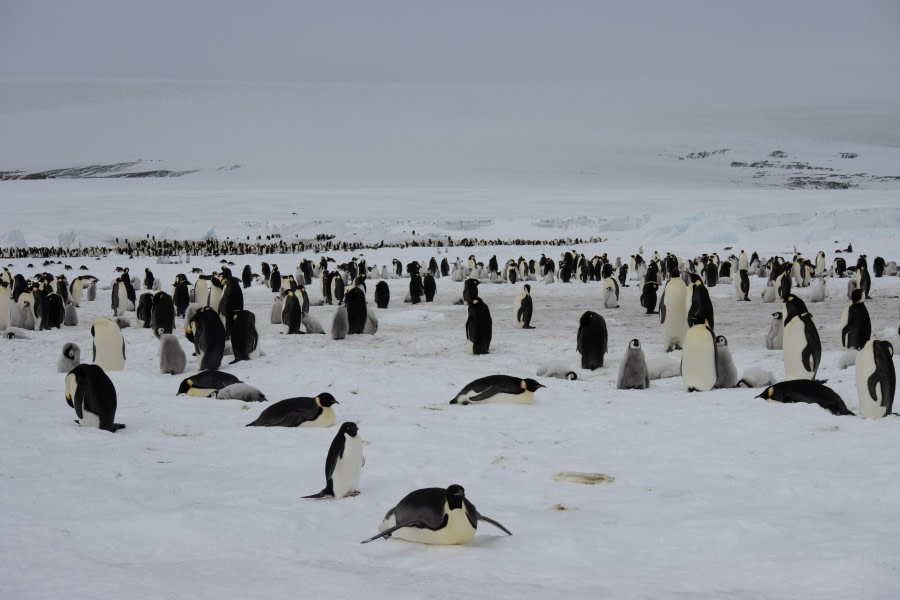 Weddell Sea – In search of the Emperor Penguin, incl. helicopters - gallery 6