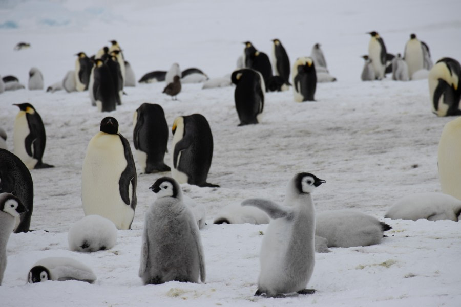 Weddell Sea – In search of the Emperor Penguin, incl. helicopters - gallery 7