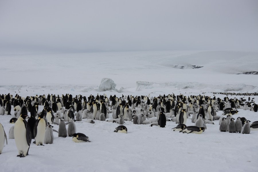 Weddell Sea – In search of the Emperor Penguin, incl. helicopters - gallery 10