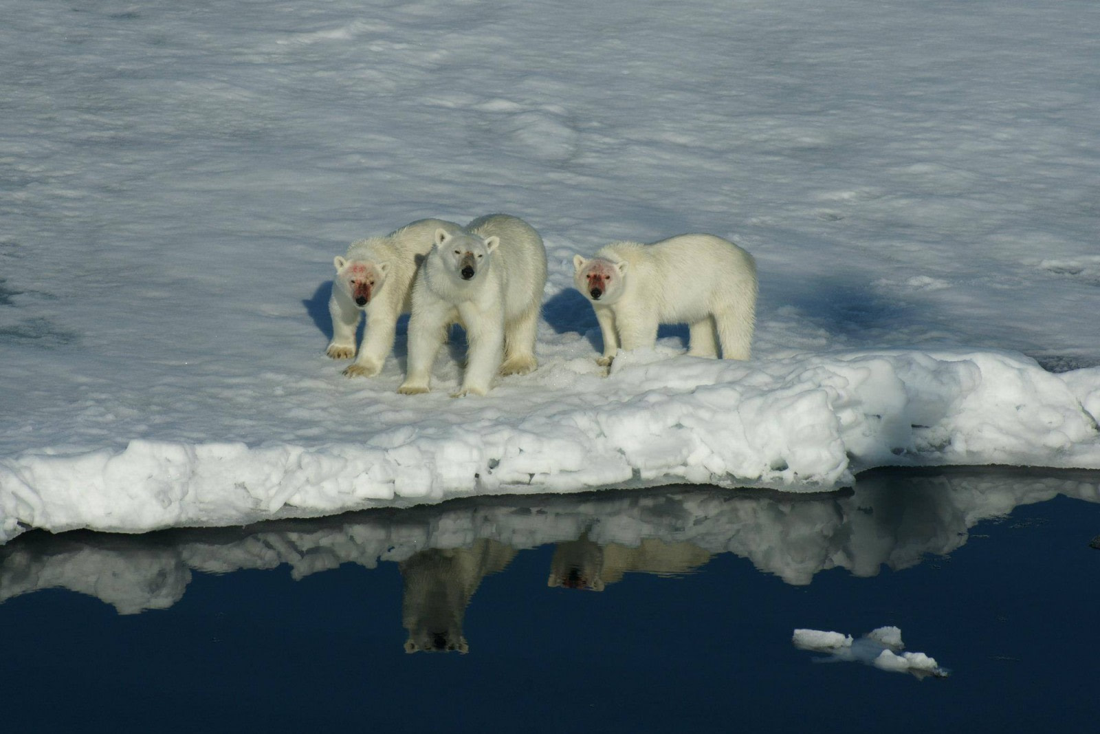 Polar Bear Primer: Eight Facts About the Arctic Wanderer