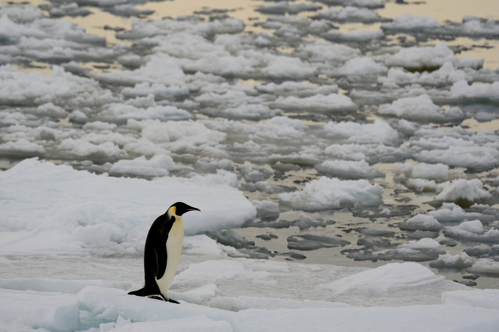 The Ways and Wildlife of the Weddell Sea