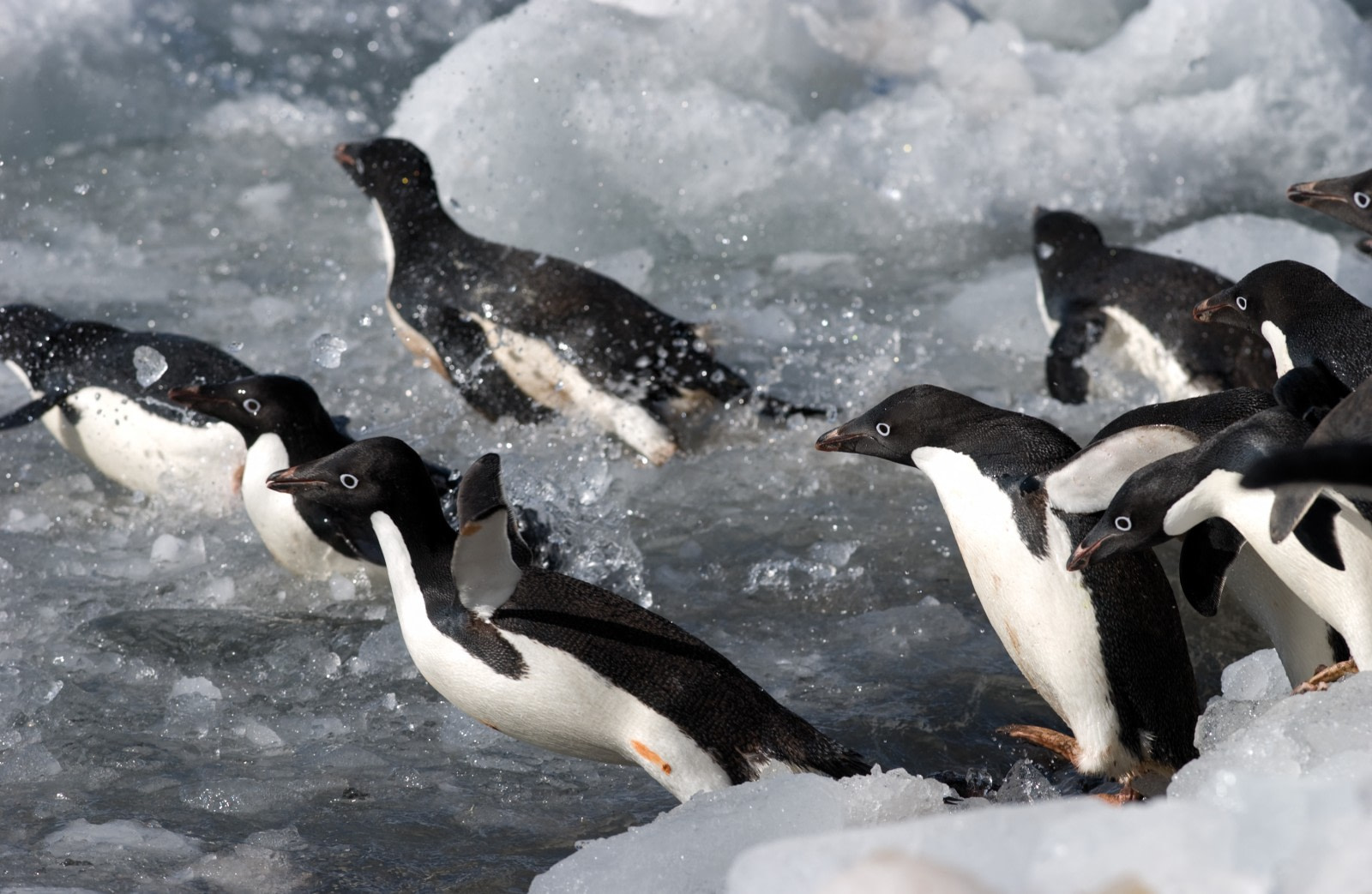 Adélie Penguins: the Little People of the Antarctic